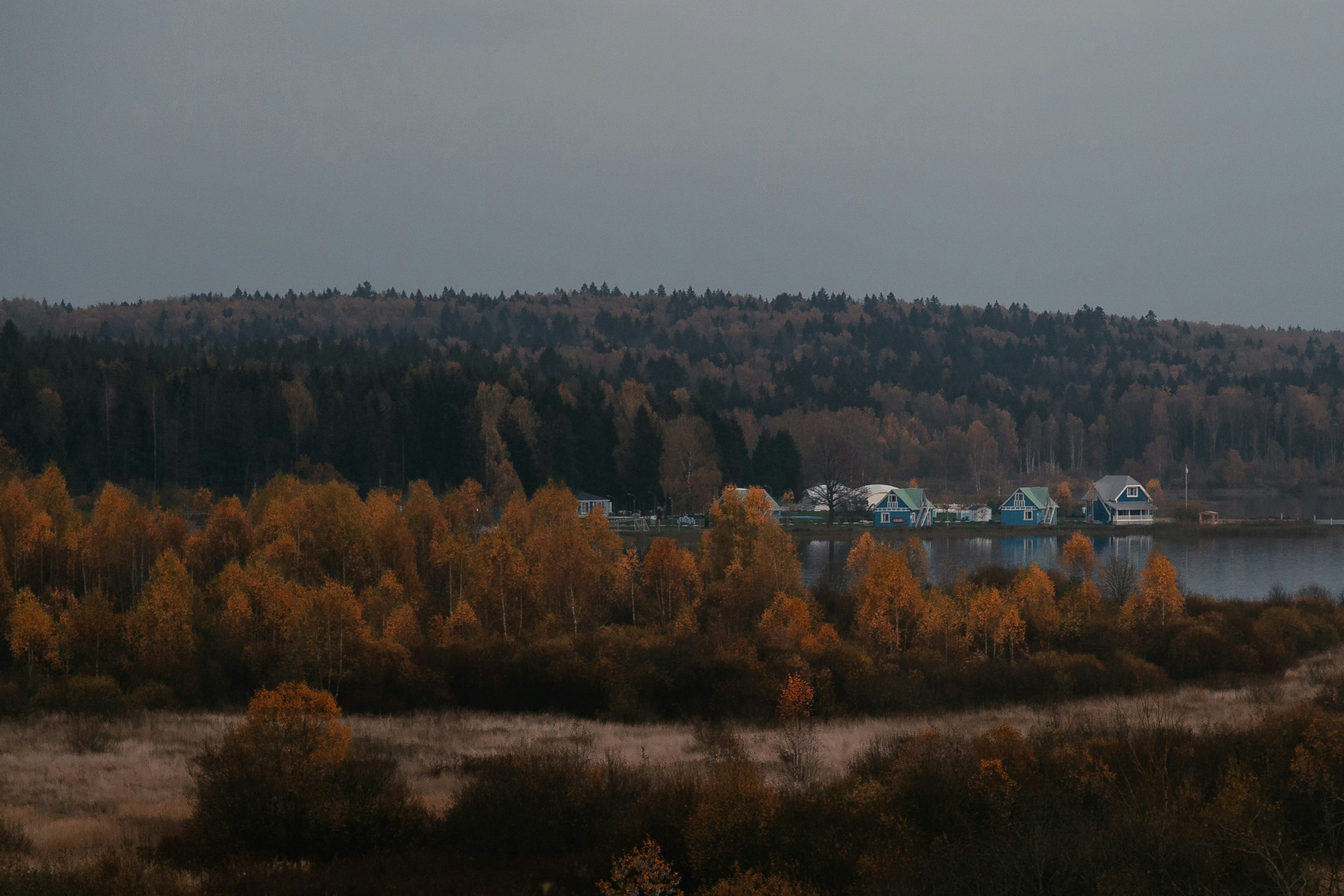 green and brown trees under white sky during daytime